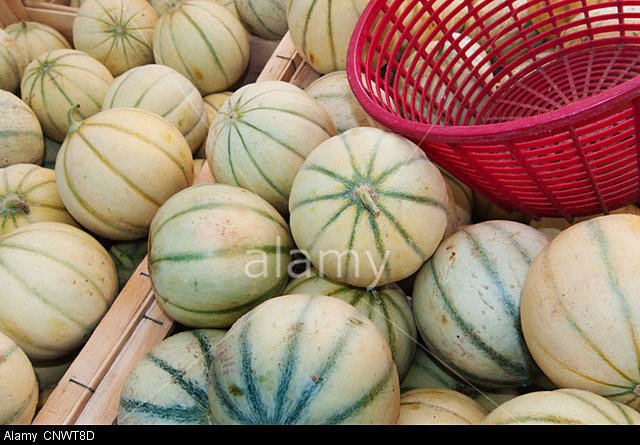 Cucumis melo var. cantalupensis